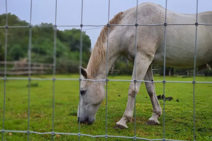 Agricultural Fencing
