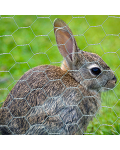 Fencing Hexagonal Rabbit