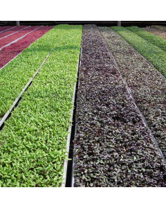 Biodegradable Substrate