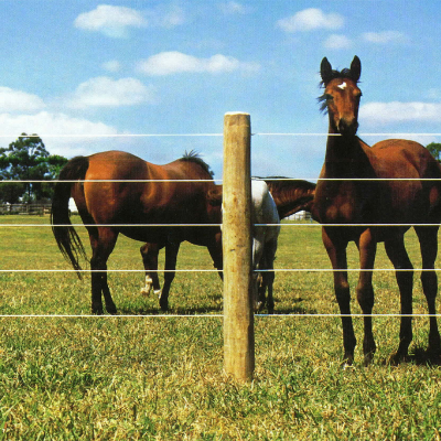 Paardenomheining van Draad